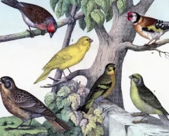 Birdies - Little Vintage Greeting Card