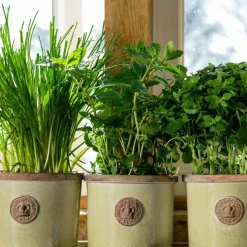 Chelsea Kew Gardens Round Herb Pot