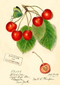 Cherry Greetings Card