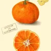 Clementine Greetings Card
