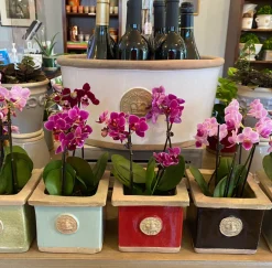 Cornwall Kew Square Herb Pot