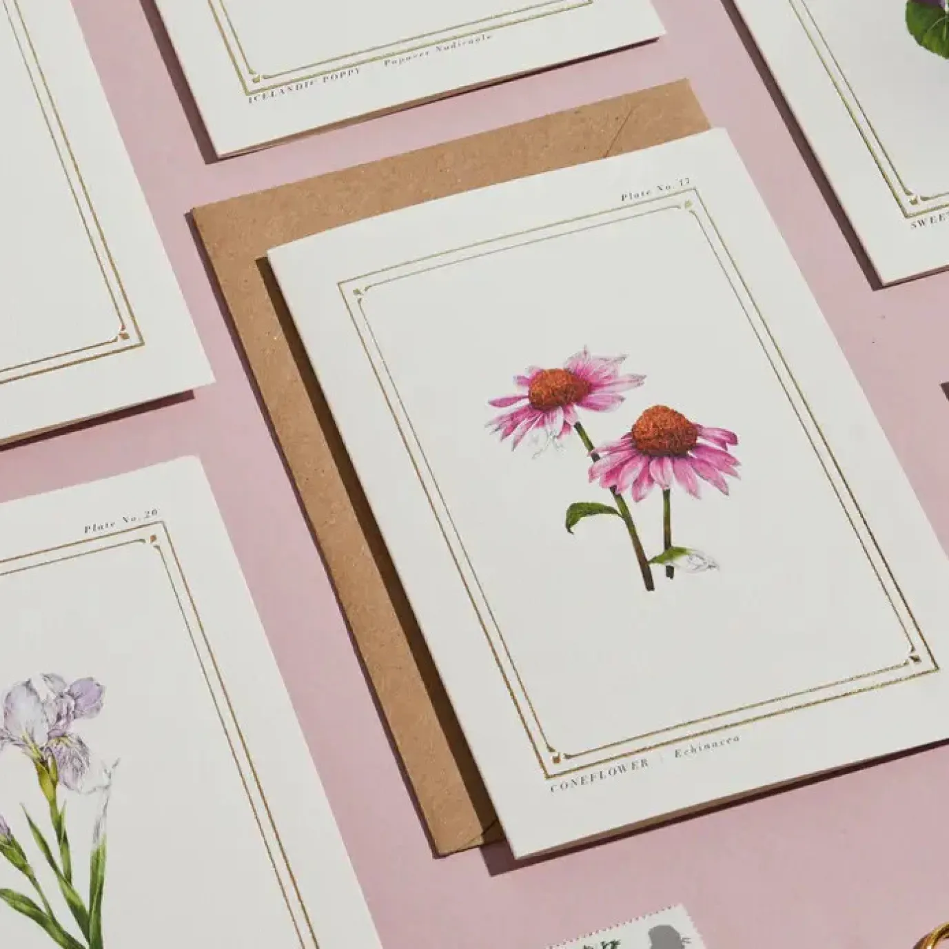 Echinacea - 'Botanical Archive: Everyday Edition' - card