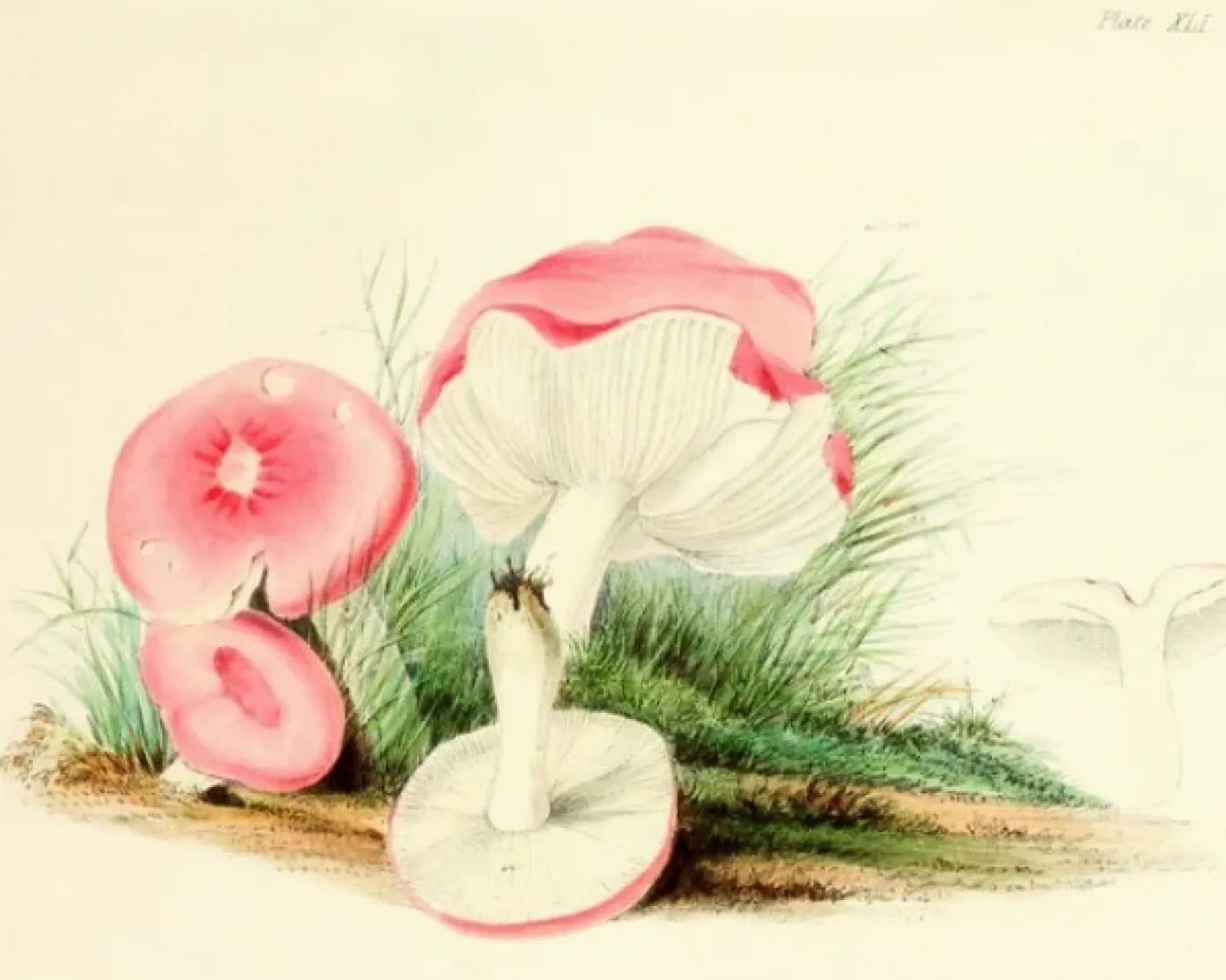 Four Mushrooms- Little Vintage Greeting Card