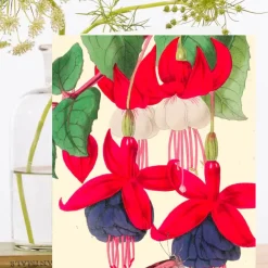 Fuchsia and Butterfly Card