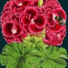 Geranium Bee Greetings Card