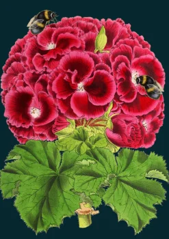 Geranium Bee Greetings Card