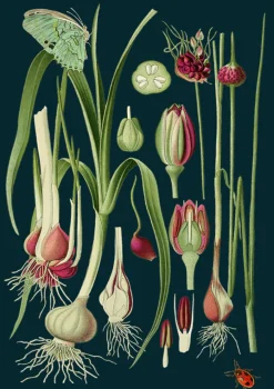 Green Butterfly Greetings Card