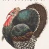 Happy Thanksgiving Greeting Card