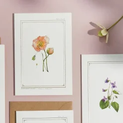 Icelandic Poppy - 'Botanical Archive: Everyday Edition' - card