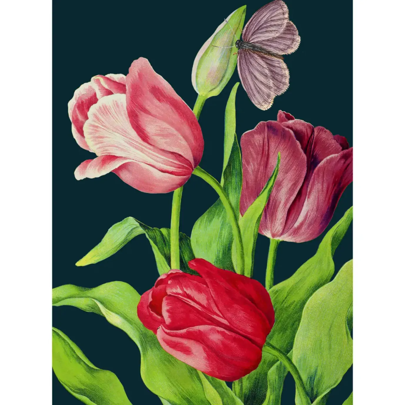 Midnight Tulips Card