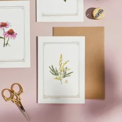 Mimosa - 'Botanical Archive: Everyday Edition' - card