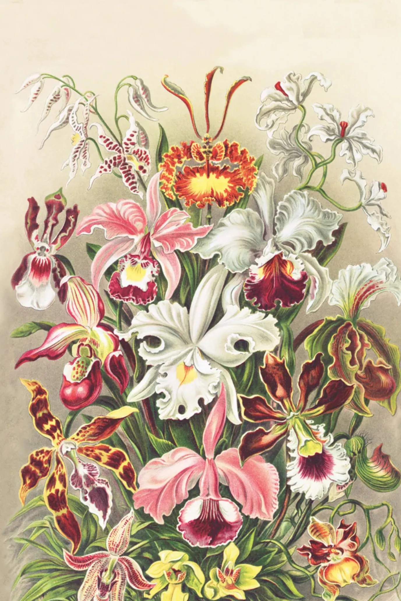 Orchidae Medium Reusable Bag