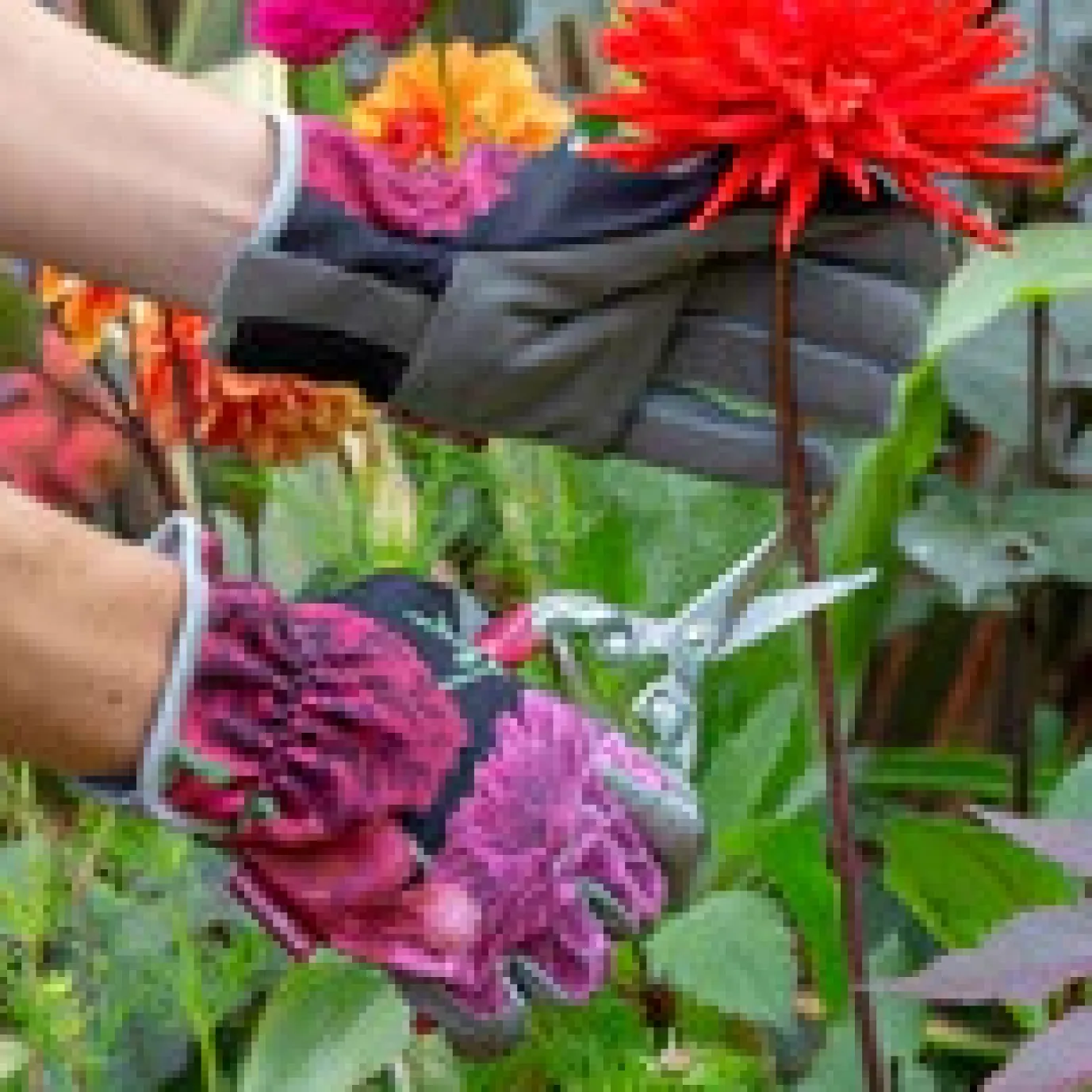 RHS British Blooms Gardening Gloves
