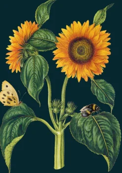 Sunflower Greetings Card