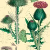Thistle Glitter Greetings Card