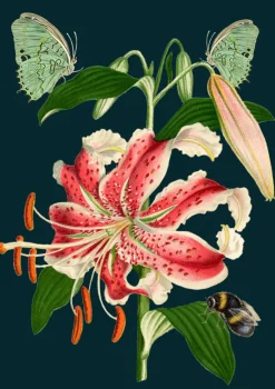 Tiger Lily Greetings Card