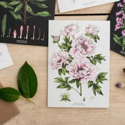 Tree Peony - card